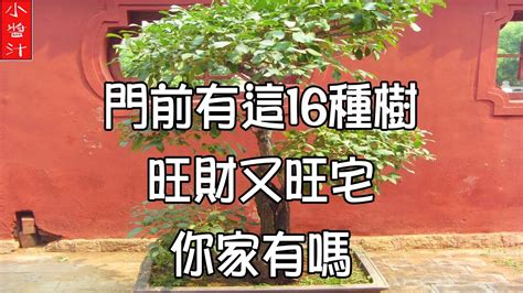 門前種什麼好|大門口左邊有大樹好不好 門前種什麼樹好